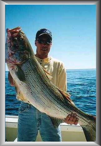 striper2